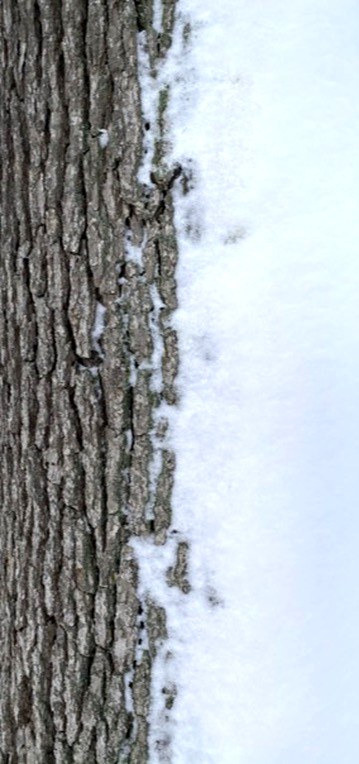 oak bark meeting fresh snow